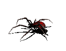 gif of spider crawling
