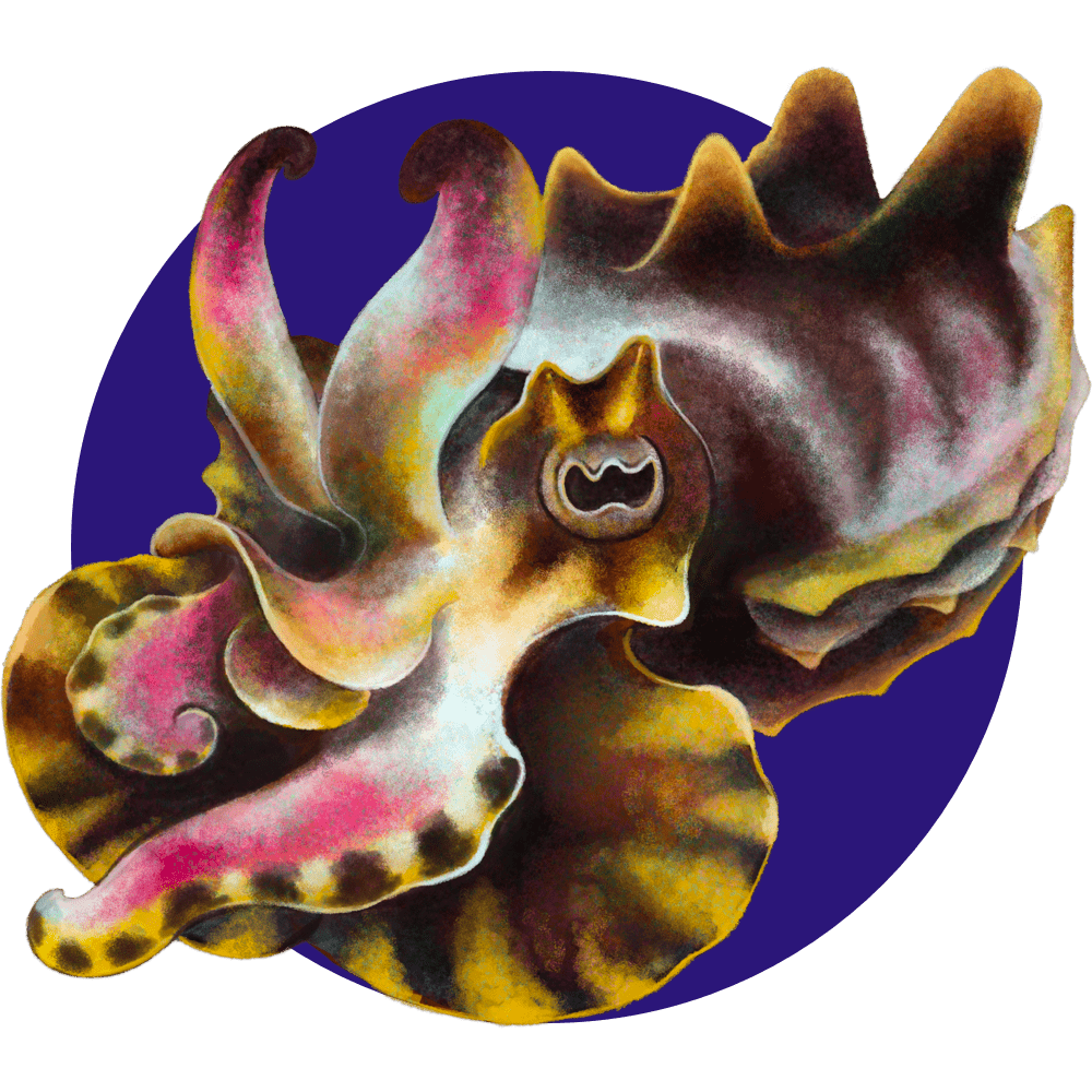 an illustrated multi-colored cephalopod